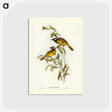 アートポストカード-White-eared Honey-eater
 - ジョン グールド Postcard.