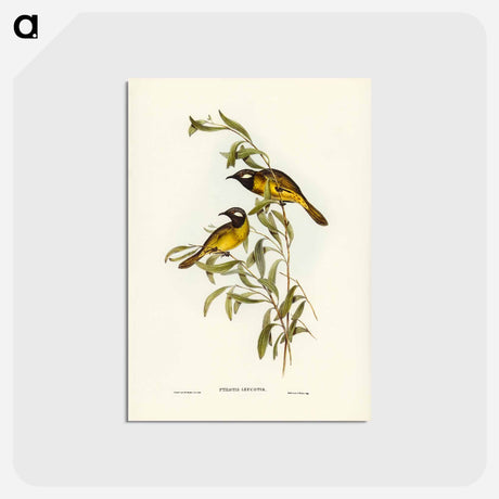 アートポストカード-White-eared Honey-eater
 - ジョン グールド Postcard.