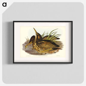 アートポスター-Australian Bittern
 - オーストラリアの鳥 Poster.