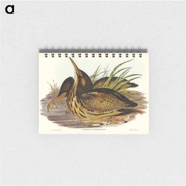 アートメモ帳-Australian Bittern
 - オーストラリアの鳥 Memo.