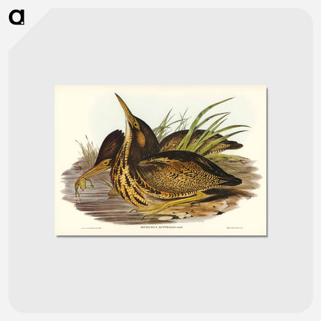 アートポストカード-Australian Bittern
 - オーストラリアの鳥 Postcard.
