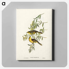 アートパネル-Yellow-tufted Honey-eater
 - ジョン グールド Canvas.