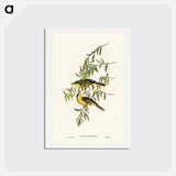 アートポストカード-Yellow-tufted Honey-eater
 - ジョン グールド Postcard.