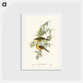 アートポストカード-Yellow-tufted Honey-eater
 - ジョン グールド Postcard.