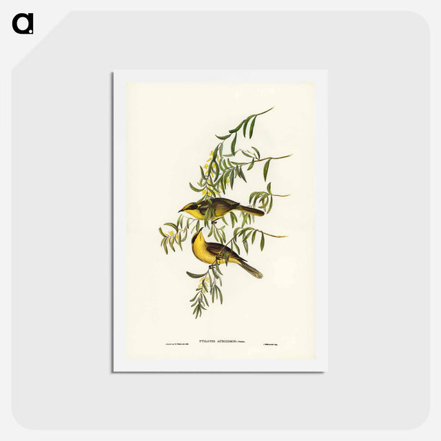 アートポストカード-Yellow-tufted Honey-eater
 - ジョン グールド Postcard.