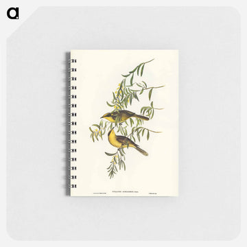 Yellow-tufted Honey-eater
 - ジョン グールド Memo.