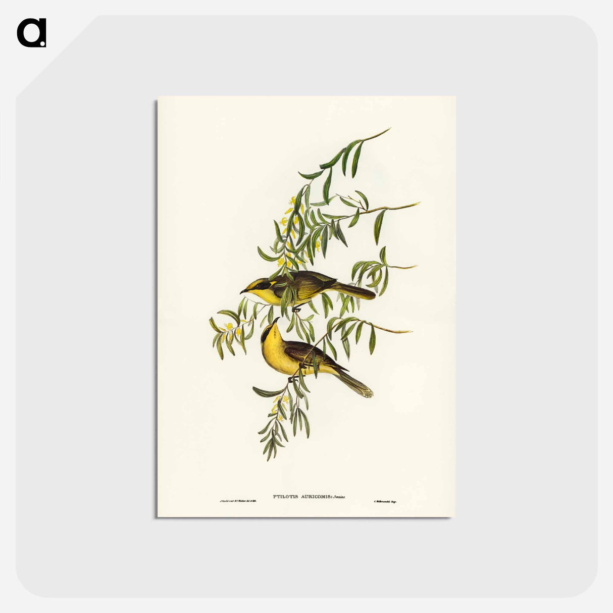 アートポストカード-Yellow-tufted Honey-eater
 - ジョン グールド Postcard.