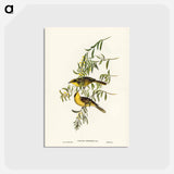 アートポストカード-Yellow-tufted Honey-eater
 - ジョン グールド Postcard.