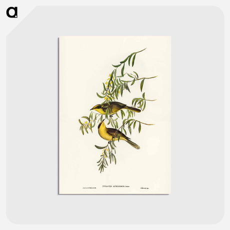 アートポストカード-Yellow-tufted Honey-eater
 - ジョン グールド Postcard.