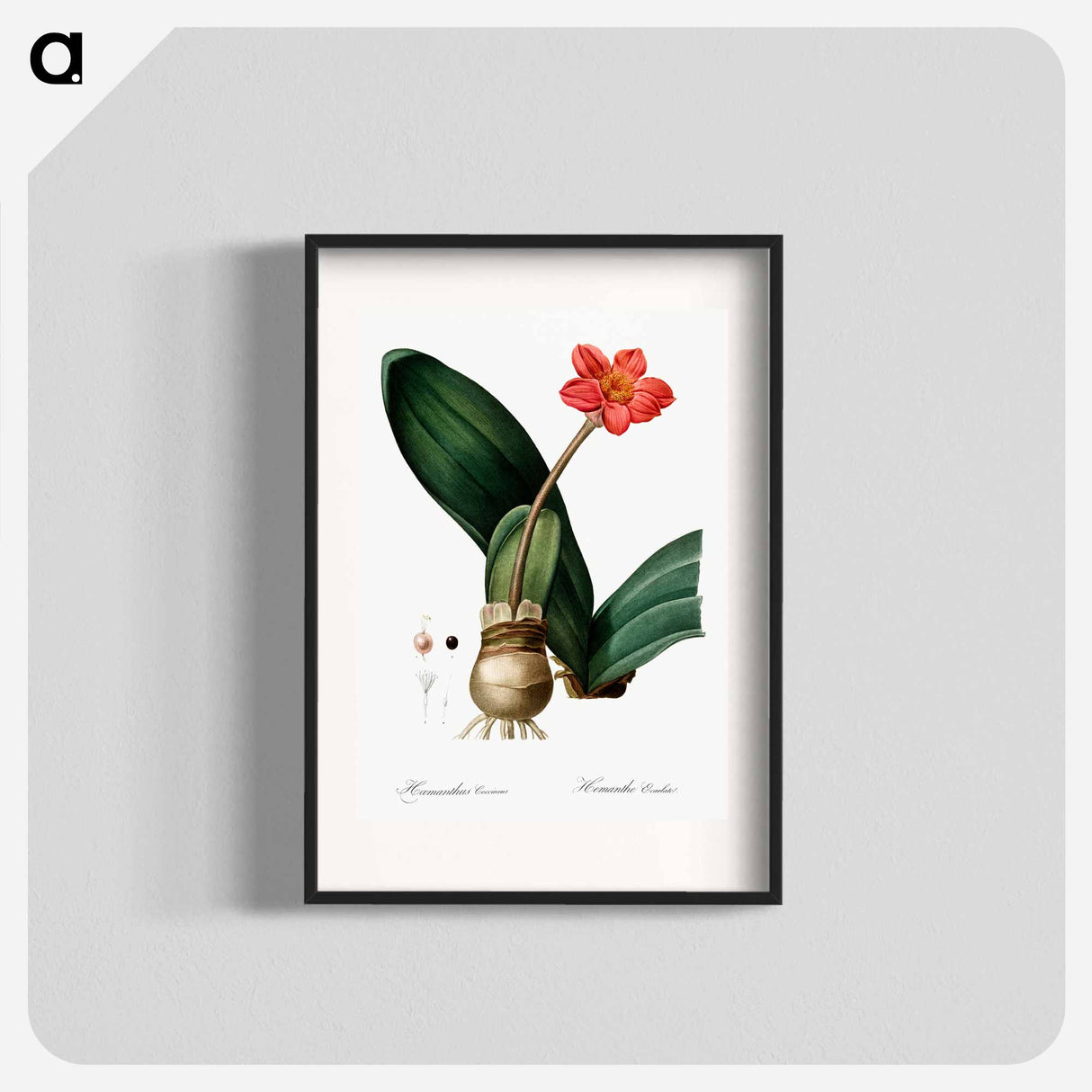 Blood lily illustration - Pierre Joseph Redouté Poster.