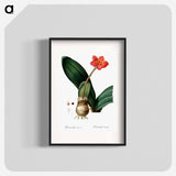 Blood lily illustration - Pierre Joseph Redouté Poster.