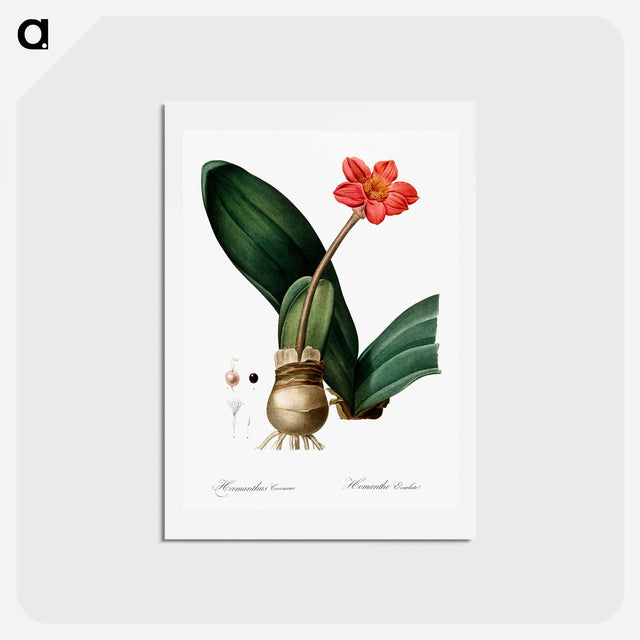 アートポストカード-Blood lily illustration - ピエール ジョゼフ ルドゥーテ Postcard.