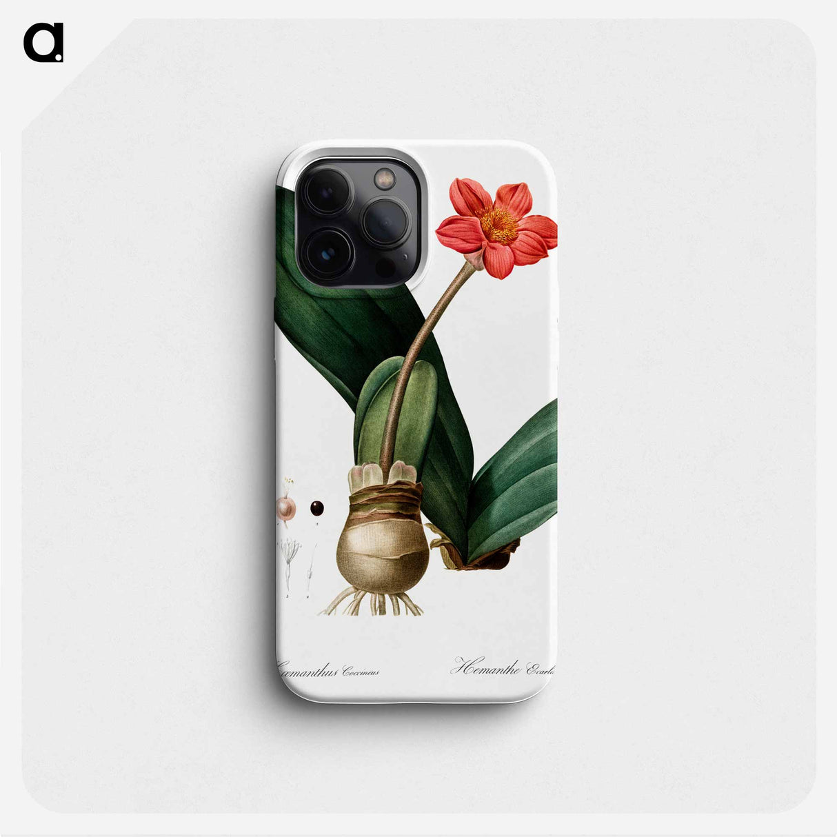 Blood lily illustration - Pierre Joseph Redouté Phone Case.