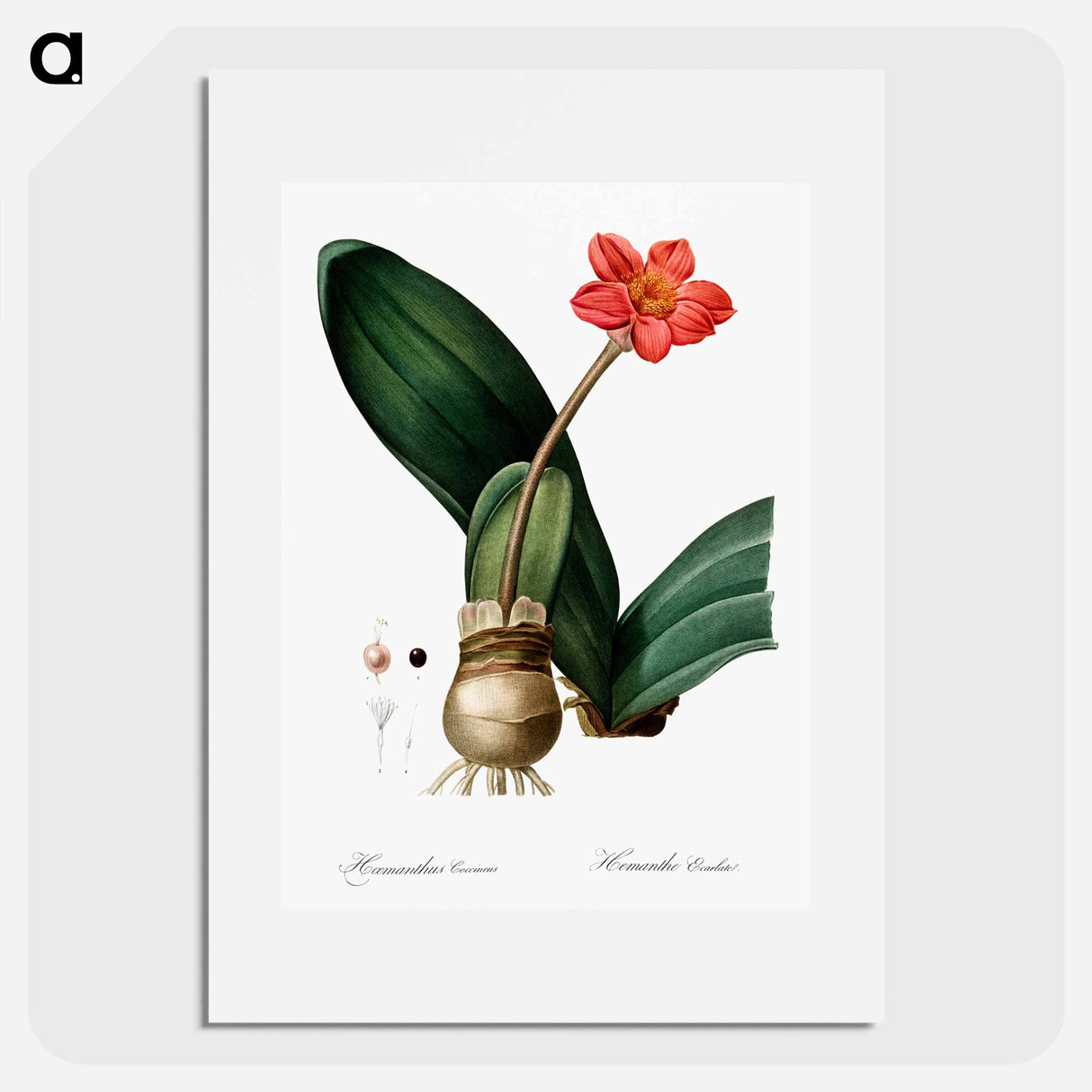 Blood lily illustration - Pierre Joseph Redouté Poster.
