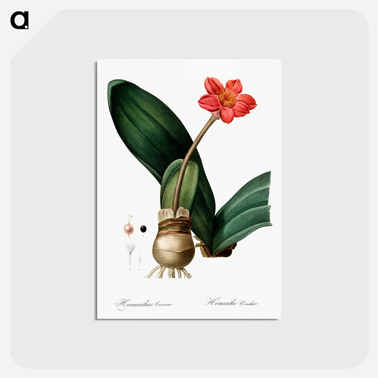 アートポストカード-Blood lily illustration - ピエール ジョゼフ ルドゥーテ Postcard.