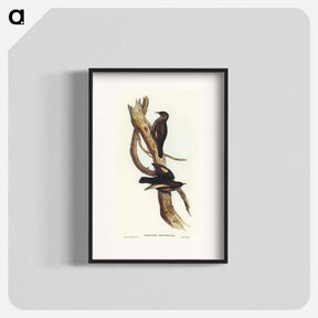 アートポスター-Black-tailed Tree-Creeper
 - オーストラリアの鳥 Poster.