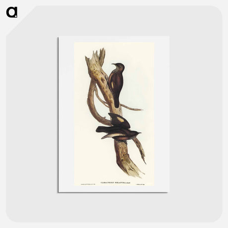 アートポストカード-Black-tailed Tree-Creeper
 - オーストラリアの鳥 Postcard.