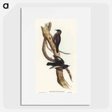 Black-tailed Tree-Creeper
 - オーストラリアの鳥 Poster.