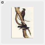 アートポストカード-Black-tailed Tree-Creeper
 - オーストラリアの鳥 Postcard.