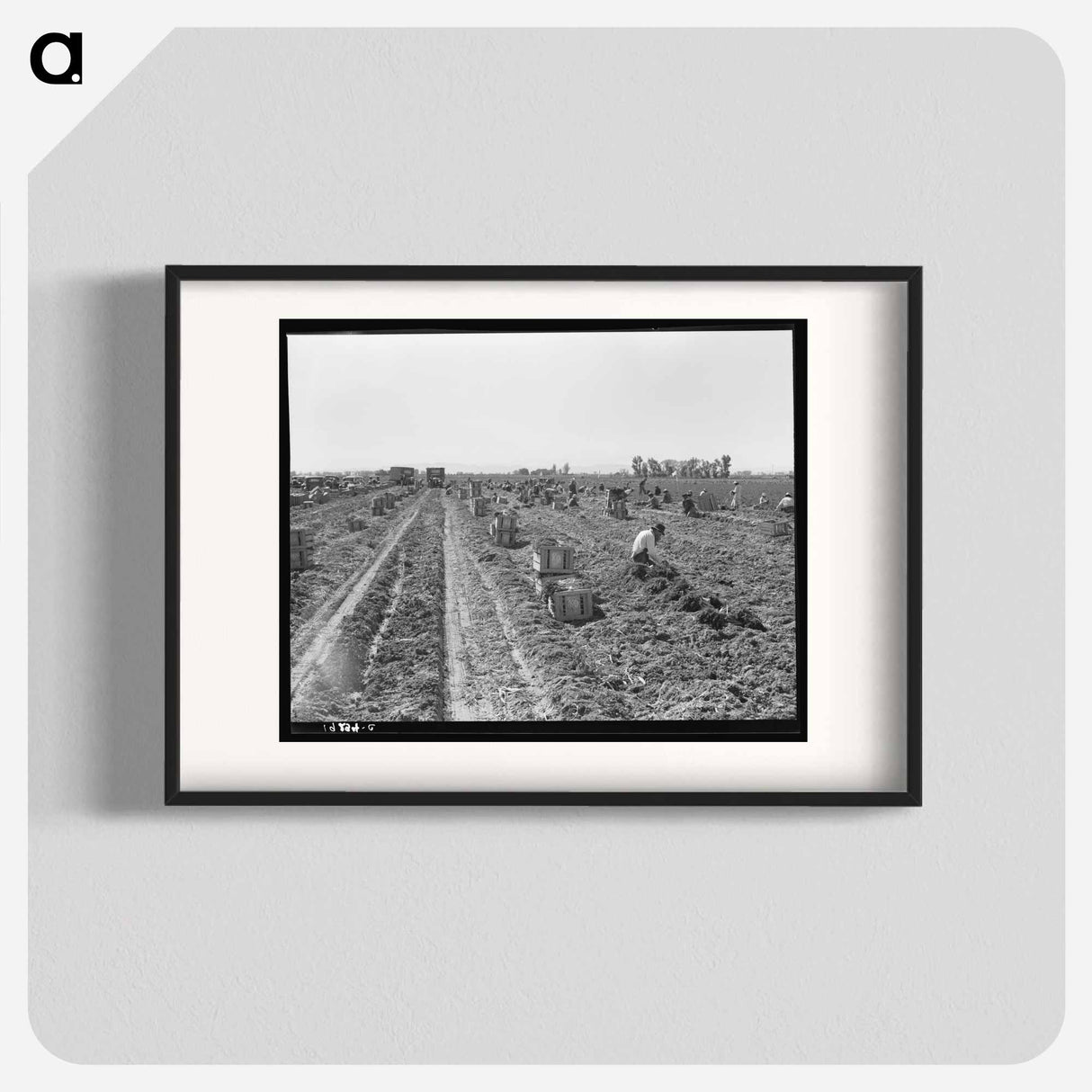 Carrot Harvesting - Dorothea Lange Poster.