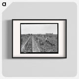 Carrot Harvesting - Dorothea Lange Poster.