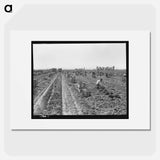 Carrot Harvesting - Dorothea Lange Poster.