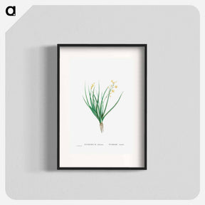 アートポスター-Anthericum Annuum - ピエール ジョゼフ ルドゥーテ Poster.