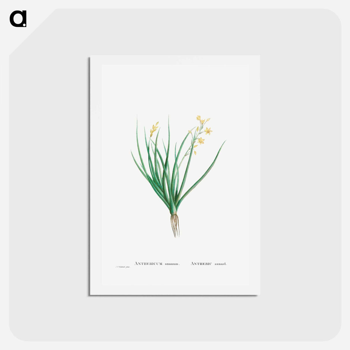 アートポストカード-Anthericum Annuum - ピエール ジョゼフ ルドゥーテ Postcard.