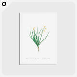 アートポストカード-Anthericum Annuum - ピエール ジョゼフ ルドゥーテ Postcard.