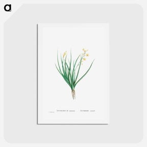 アートポストカード-Anthericum Annuum - ピエール ジョゼフ ルドゥーテ Postcard.