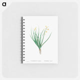 Anthericum Annuum - ピエール ジョゼフ ルドゥーテ Memo.