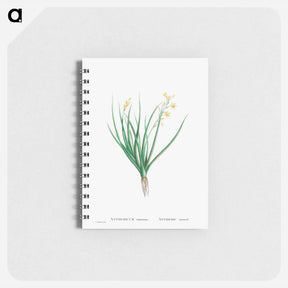アートメモ帳-Anthericum Annuum - ピエール ジョゼフ ルドゥーテ Memo.