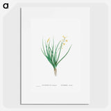 Anthericum Annuum - ピエール ジョゼフ ルドゥーテ Poster.