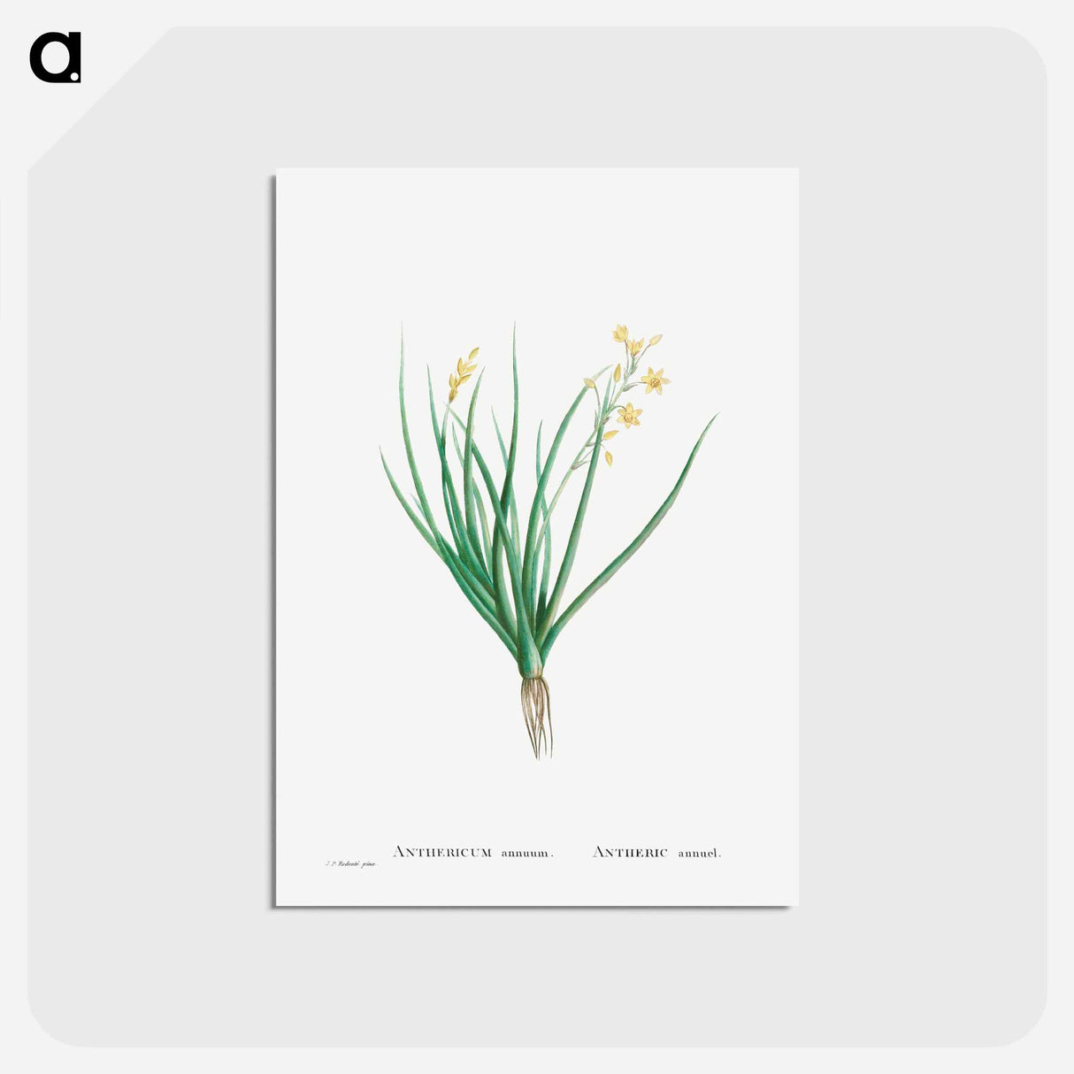 アートポストカード-Anthericum Annuum - ピエール ジョゼフ ルドゥーテ Postcard.
