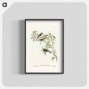 アートポスター-Fulvous-fronted Honey-eater
 - オーストラリアの鳥 Poster.