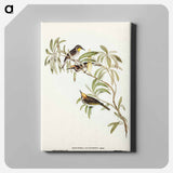 Fulvous-fronted Honey-eater
 - オーストラリアの鳥 Canvas.