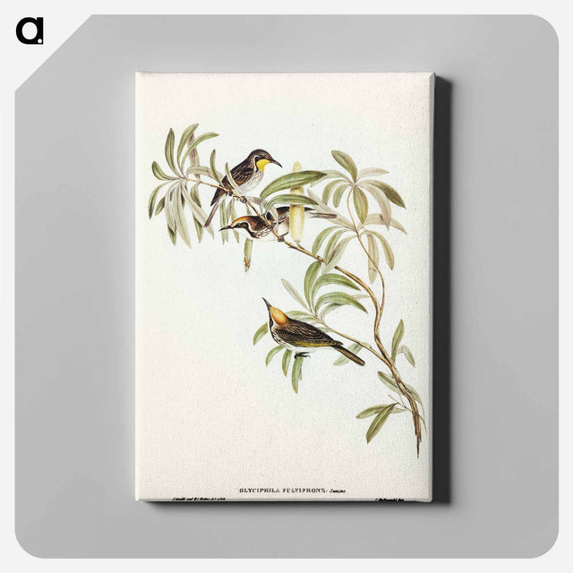 アートパネル-Fulvous-fronted Honey-eater
 - オーストラリアの鳥 Canvas.
