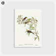 アートポストカード-Fulvous-fronted Honey-eater
 - オーストラリアの鳥 Postcard.