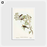 アートポストカード-Fulvous-fronted Honey-eater
 - オーストラリアの鳥 Postcard.
