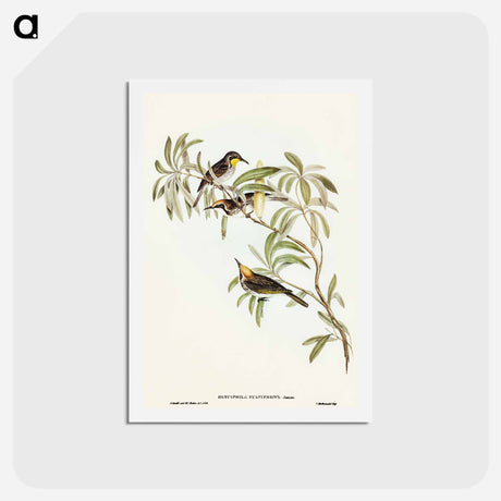 アートポストカード-Fulvous-fronted Honey-eater
 - オーストラリアの鳥 Postcard.