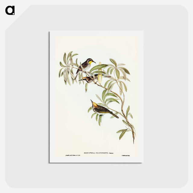 アートポストカード-Fulvous-fronted Honey-eater
 - オーストラリアの鳥 Postcard.