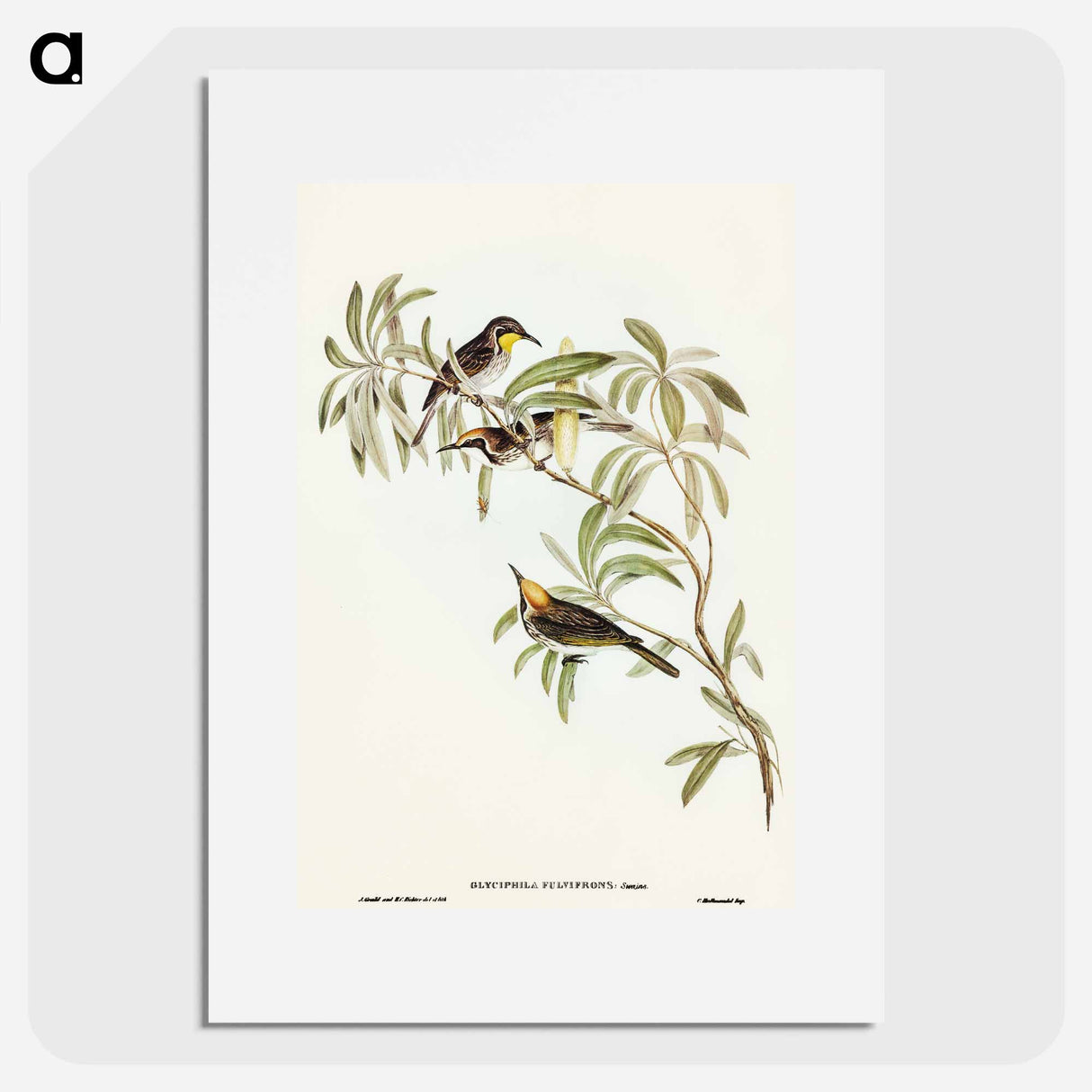 Fulvous-fronted Honey-eater
 - オーストラリアの鳥 Poster.