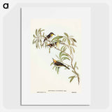 Fulvous-fronted Honey-eater
 - オーストラリアの鳥 Poster.