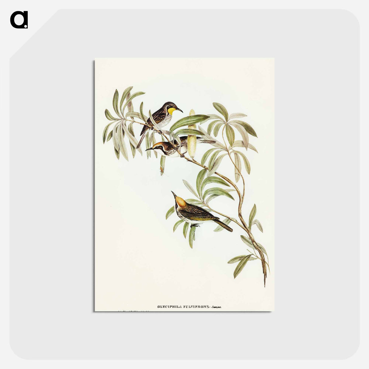 アートポストカード-Fulvous-fronted Honey-eater
 - オーストラリアの鳥 Postcard.