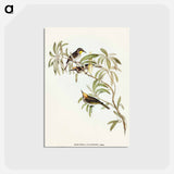 アートポストカード-Fulvous-fronted Honey-eater
 - オーストラリアの鳥 Postcard.