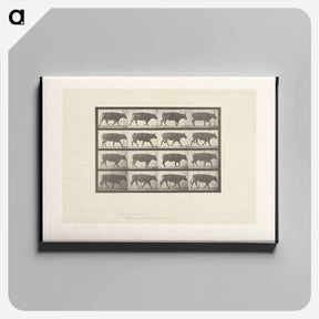 アートパネル-Ox Walking
 - エドワード マイブリッジ Canvas.