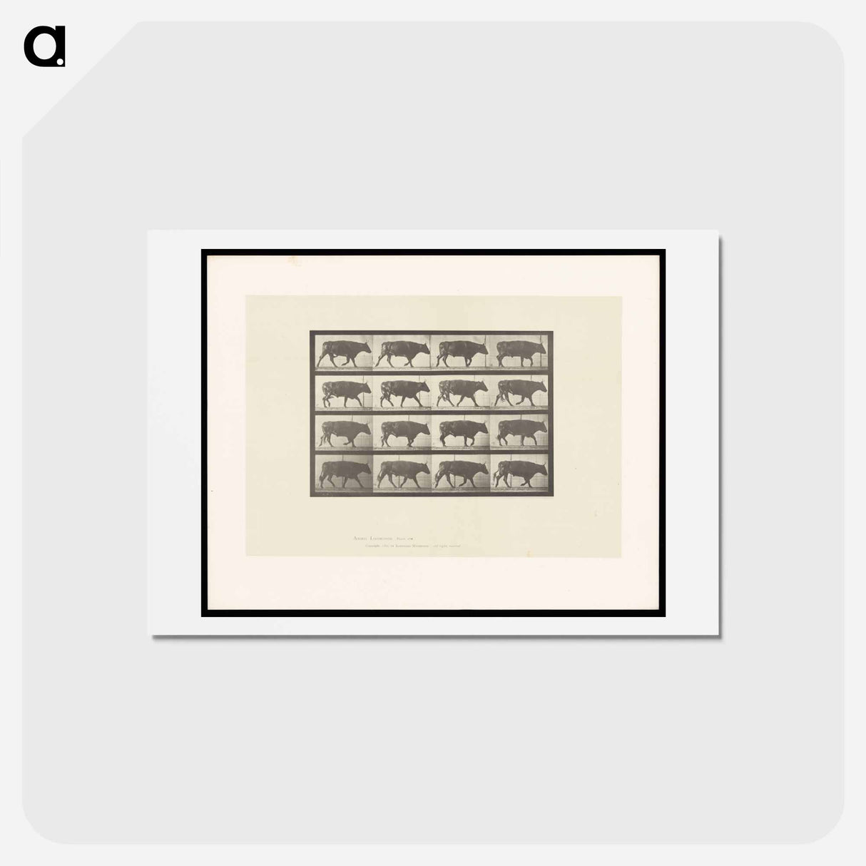 アートポストカード-Ox Walking
 - エドワード マイブリッジ Postcard.