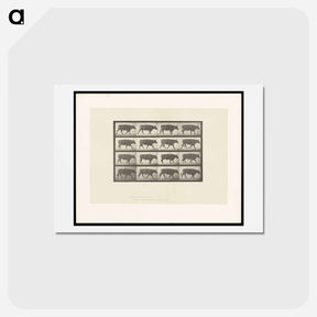 アートポストカード-Ox Walking
 - エドワード マイブリッジ Postcard.