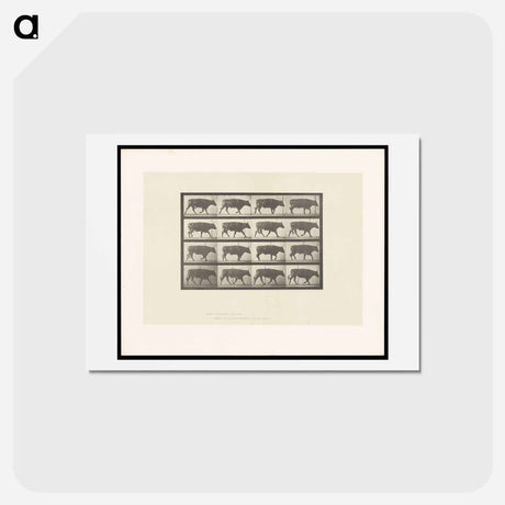 アートポストカード-Ox Walking
 - エドワード マイブリッジ Postcard.