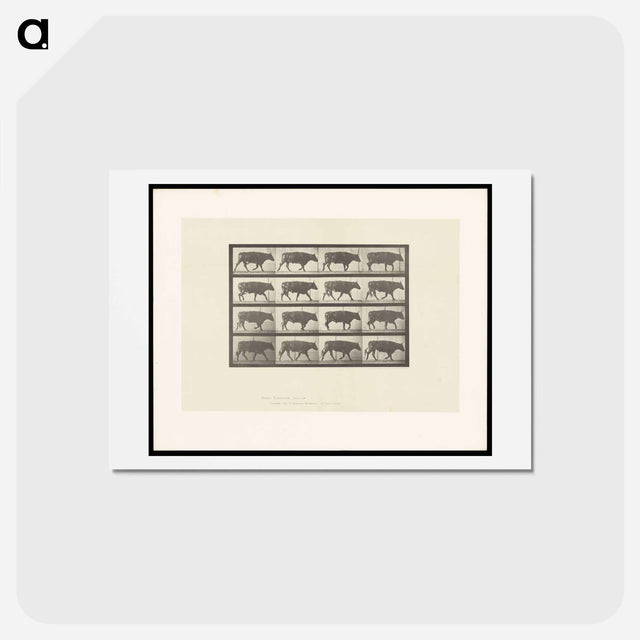 アートポストカード-Ox Walking
 - エドワード マイブリッジ Postcard.